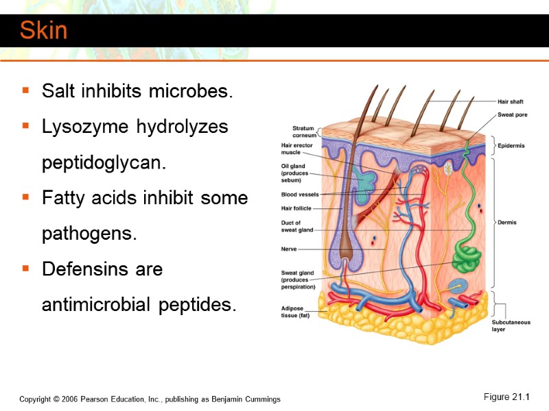 Skin Salt inhibits microbes. Lysozyme hydrolyzes peptidoglycan. Fatty acids inhibit some pathogens. Defensins are